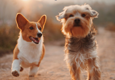 TECH-ENABLED PET SERVICES TRAINING COMPANY